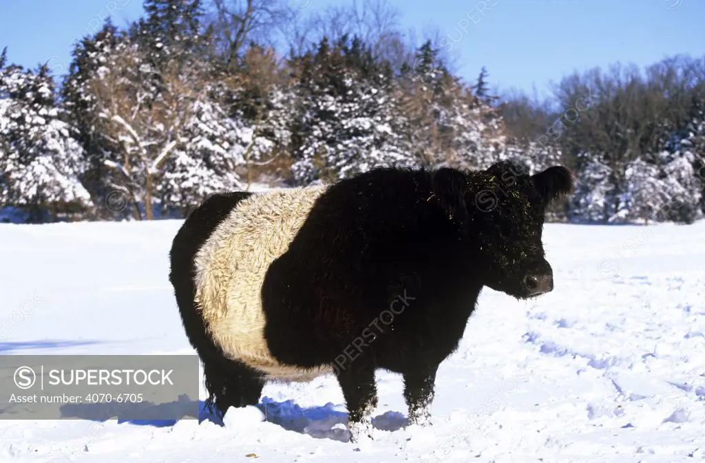 Belted Galloway cow (Bos taurus) in snow, Illinois, USA