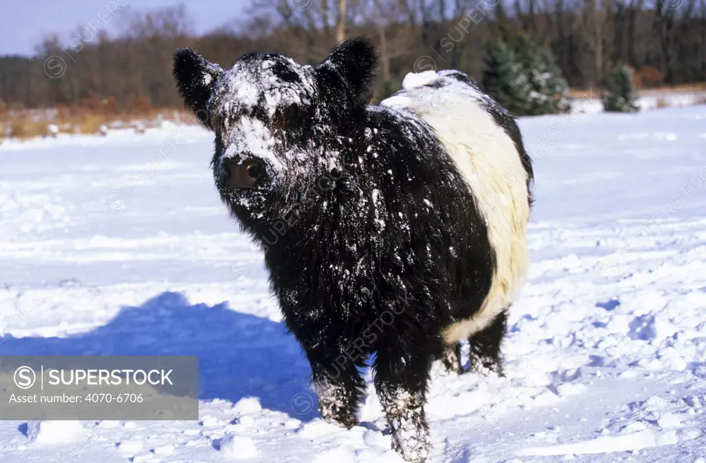 Snow-covered Belted Galloway cow (Bos taurus) Illinois, USA