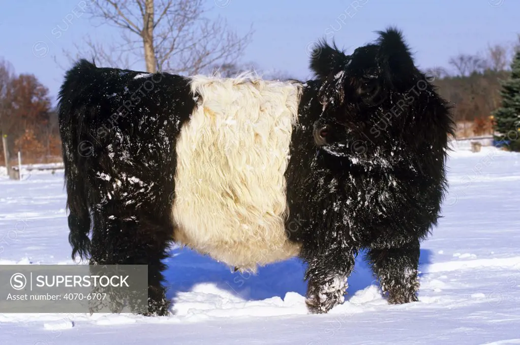 Snow-covered Belted Galloway cow (Bos taurus) Illinois, USA