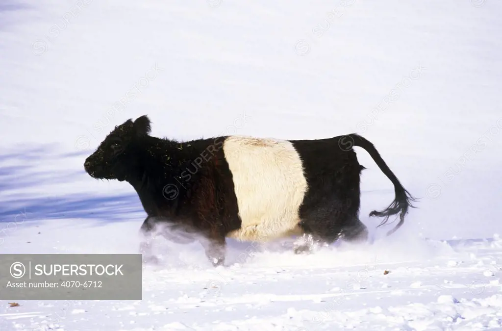 Belted Galloway cow (Bos taurus) walking in snow, Illinois, USA