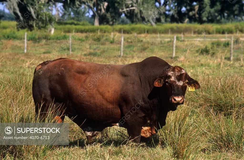 Bradford Bull (Bos taurus) in field, Florida, USA