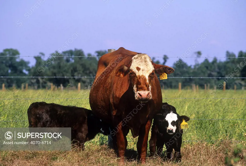 Bradford cow (Bos taurus) with mixed-breed calves in field, Florida, USA
