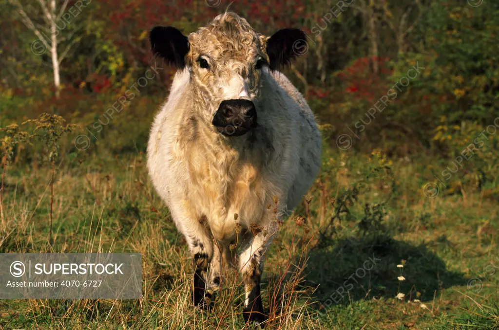 Galloway Cow (Bos taurus), Connecticut, USA