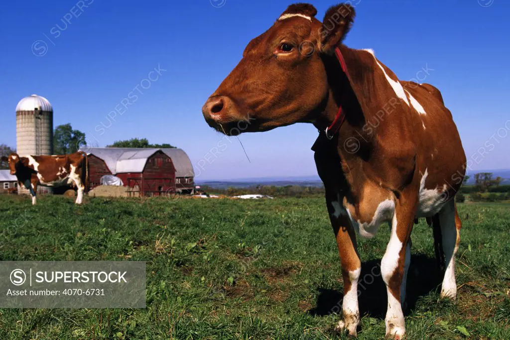 Guernsey Cows (Bos taurus) in field, with farm buildings in the background, NY, USA