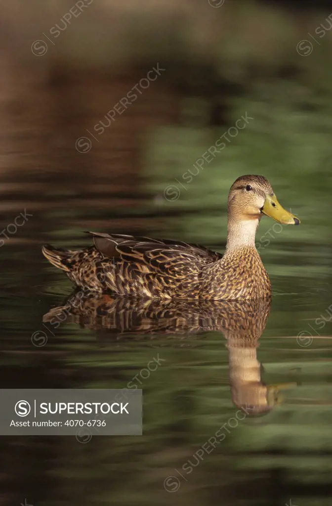 Mottled duck (Anas fulvigula) on water, Florida, USA