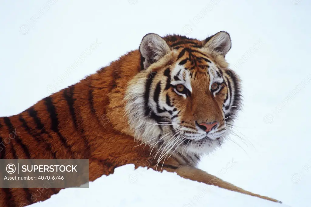 Siberian tiger (Pathera tigris altaica) in snow, close-up of head and shoulders. Captive