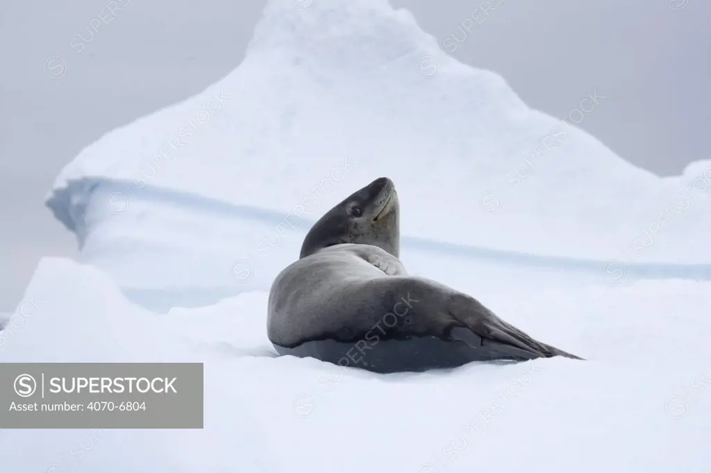Leopard seal (Hydrurga leptonyx) lying on ice. Paulet Island, Antarctica.