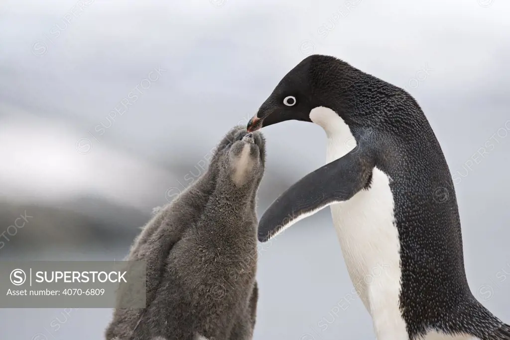 Adelie penguins (Pygoscelis adeliae), adult feeding chick. Paulet Island, Antarctica.