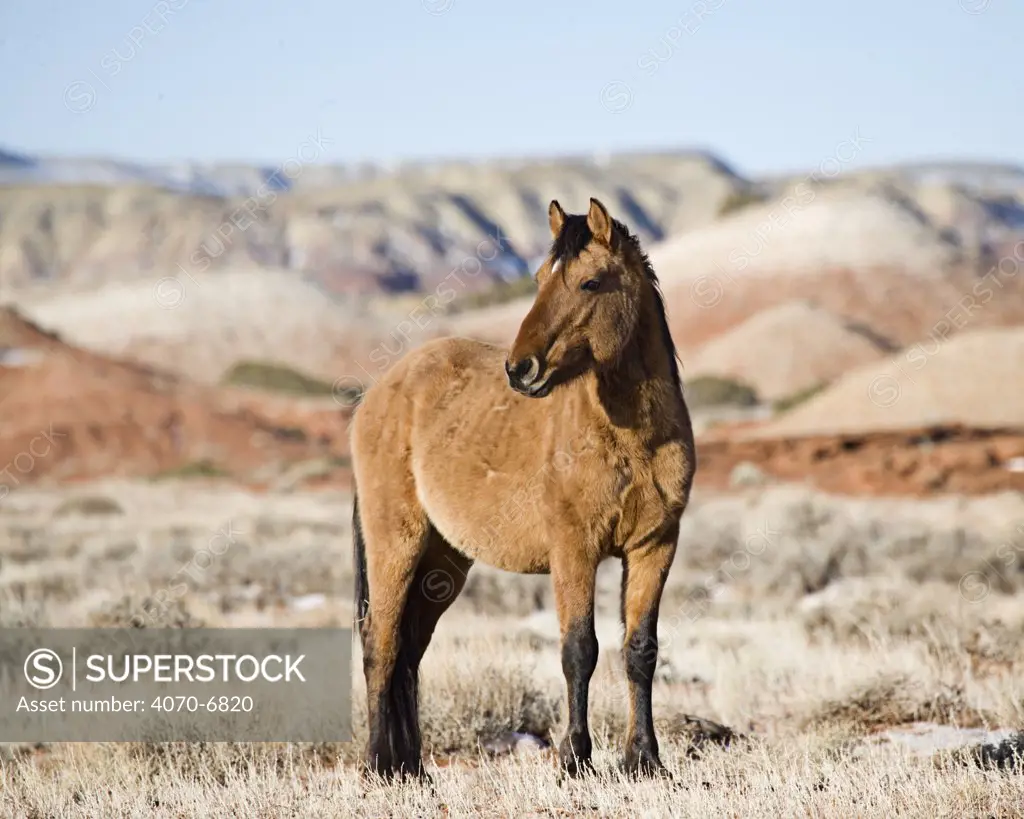 Mustang (Equus caballus), red dun stallion. Pryor Mountains, Montana.