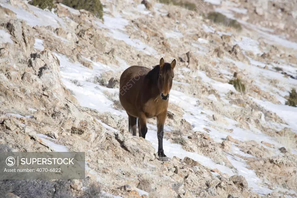 Mustang (Equus caballus), bay stallion. Pryor Mountains, Montana.