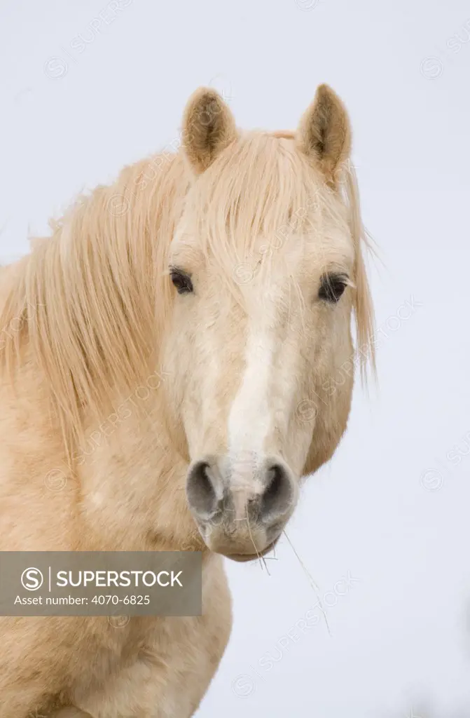 Mustang (Equus caballus), portrait of red palomino stallion called Cloud. Pryor Mountains, Montana.