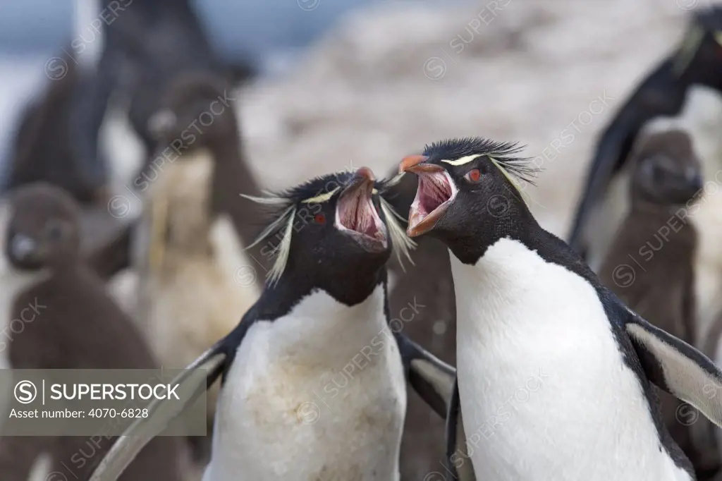 Rockhopper penguins (Eudyptes chrysocome / crestatus), adults with open beaks. Falkland Islands.