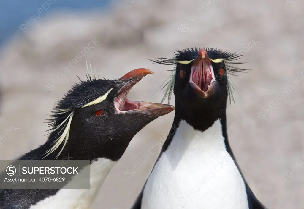 Adult Rockhopper penguins (Eudyptes chrysocome / crestatus), adults with open beaks. Falkland Islands.