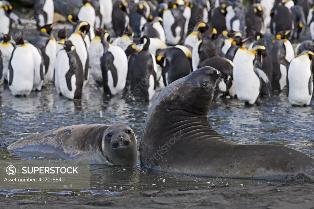 Elephant Seals (Mirounga genus) in the water in front of a group of King Penguins (Aptenodytes patagonicus). Gold Beach, South Georgia Island, Sub Antarctica.