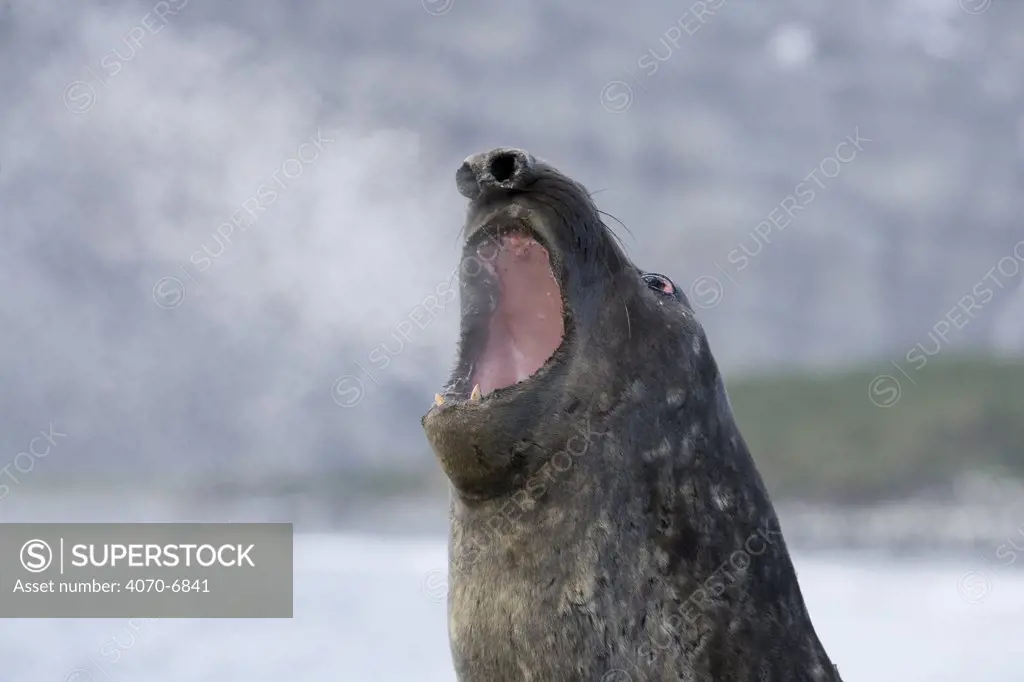 Elephant Seal (Mirounga genus), adult with mouth open. Gold Beach, South Georgia Island, Sub Antarctica.