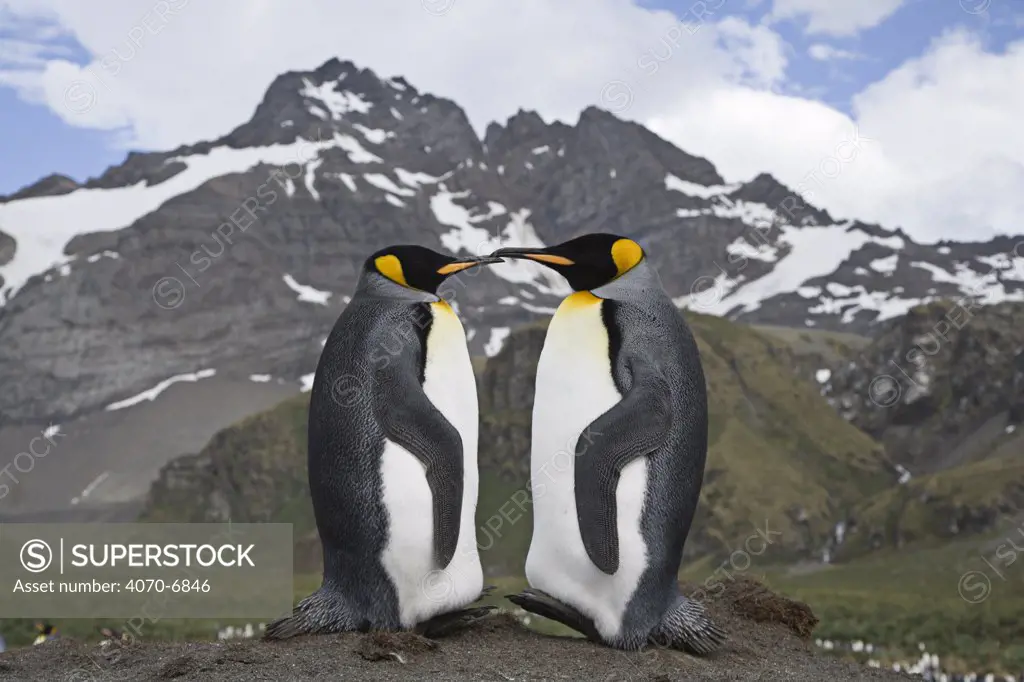 Pair of King Penguins (Aptenodytes patagonicus) on Gold Beach, South Georgia Island, Sub Antarctica.