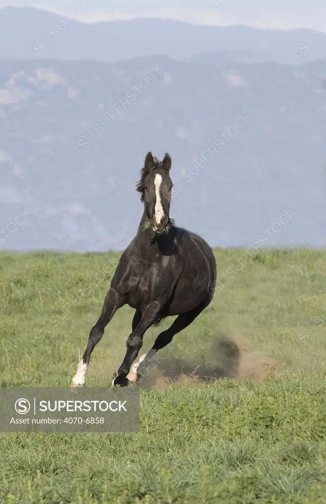 Black Warmblood horse, (Equus caballus) mare running in a field. Fort Collins, Colorado.