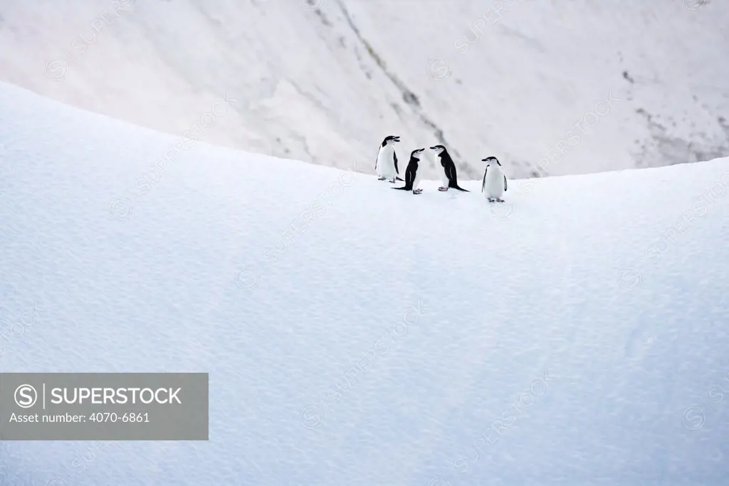 Chinstrap Penguins (Pygoscelis antarctica) on ice, Antarctica.