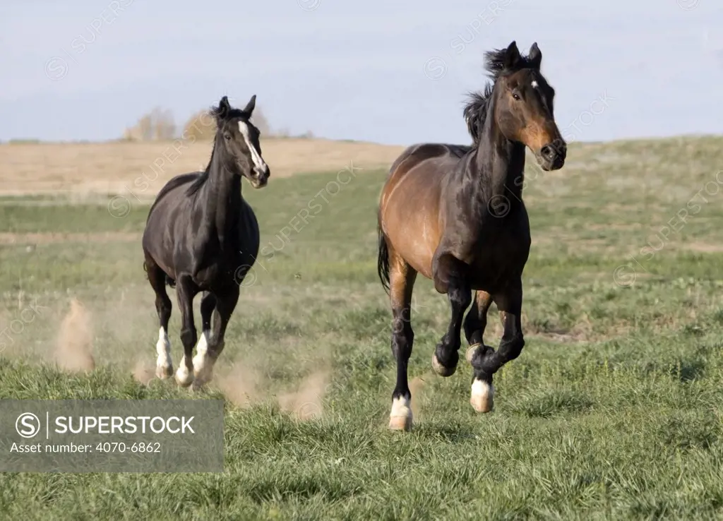 Black Warmblood mare (Equus caballus) chasing bay Warmblood gelding (Equus caballus). Fort Collins, Colorado.