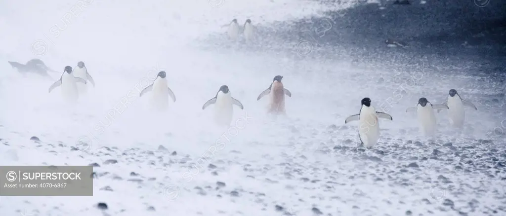 Adelie Penguins (Pygoscelis adeliae) in snow storm. Paulet Island, Antarctica.