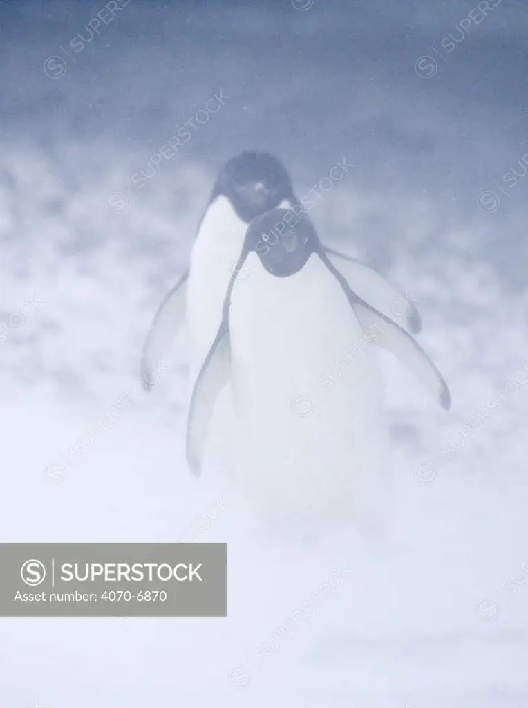 Adelie Penguins (Pygoscelis adeliae), adults in snow storm. Paulet Island, Antarctica.