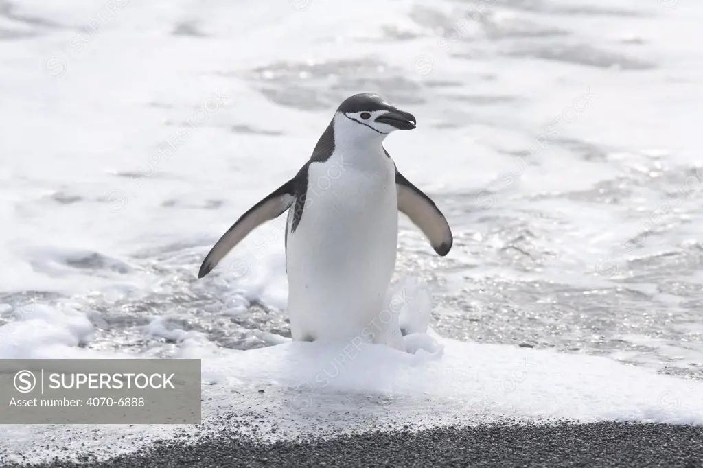 Chinstrap Penguins (Pygoscelis antarctica), adult exiting the surf. Deception Island, Antarctica.