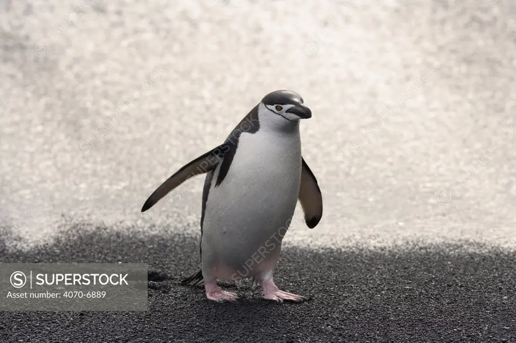 Chinstrap Penguins (Pygoscelis antarctica), adult exiting the sea. Deception Island, Antarctica.