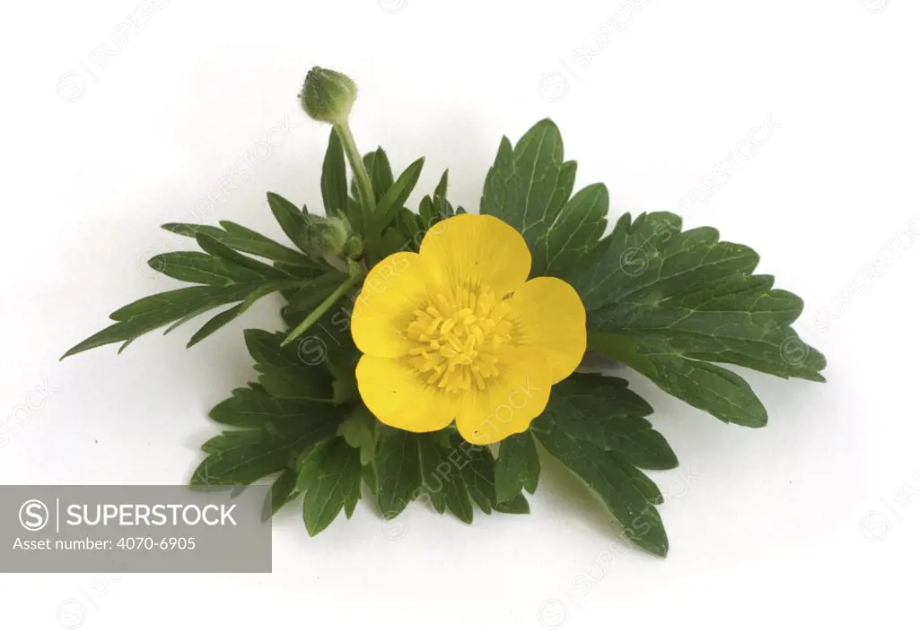 Creeping Buttercup (Ranunculus repens) plant with flower, UK