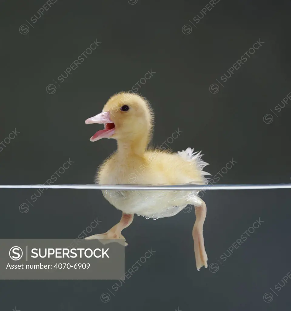 Duckling swimming on water surface, split level, captive, UK 