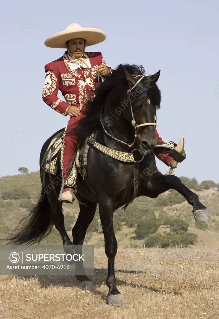 Black Andalusian stallion doing Spanish Walk with Charro rider in Ojai, California, USA, model released