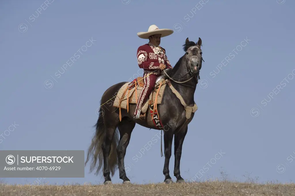 Charro riding young Grey Andalusian stallion, Ojai, California, USA, model released