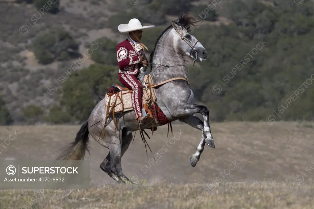 Charro riding Grey Andalusian stallion performing rearing step, Ojai, California, USA, model released