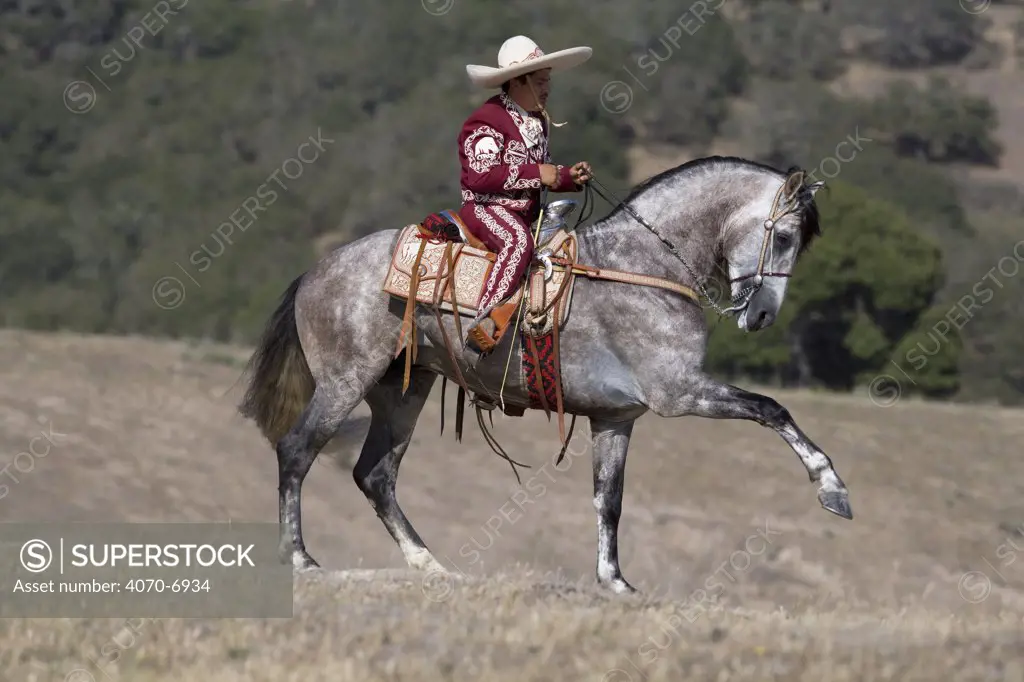 Charro riding Grey Andalusian stallion performing Spanish walk, Ojai, California, USA, model released