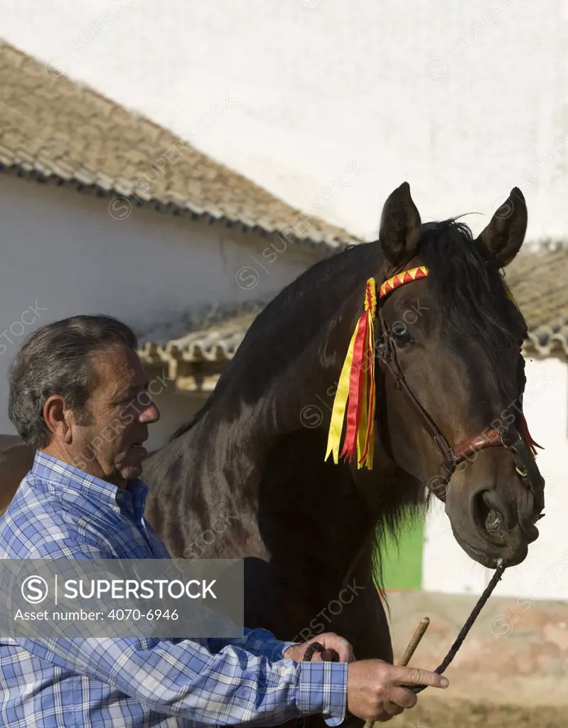 Man with Bay Andalusian stallion, Osuna, Spain, model released