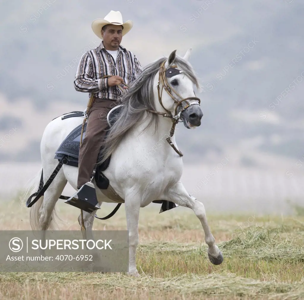 Man riding Grey Peruvian Paso stallion trotting, Ojai, California, USA, model released