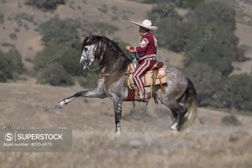 Grey Andalusian stallion doing the Spanish walk with Charro rider, Ojai, California, USA, model released