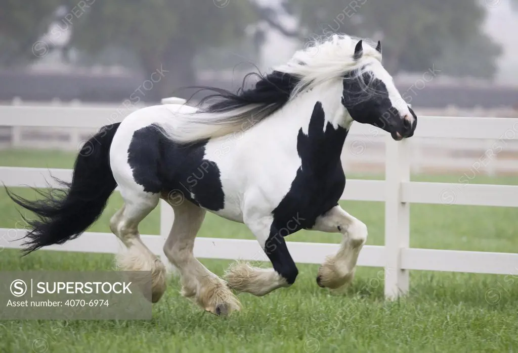 Gypsy Vanner stallion running in paddock, Ojai, California, USA