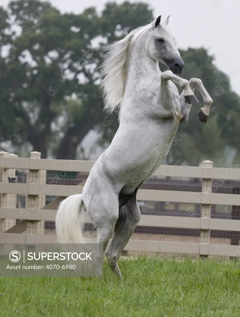 Grey Andalusian stallion rearing on back legs in paddock, Ojai, California, USA