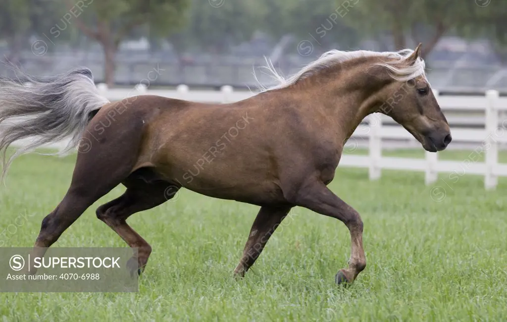 Palomino Morgan stallion trotting in paddock, Ojai, California, USA