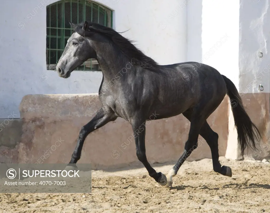 Grey Andalusian stallion trotting in arena yard, Osuna, Spain