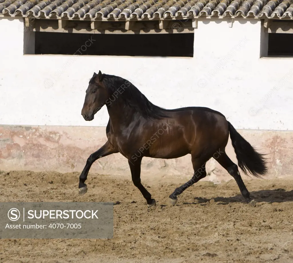 Bay Andalusian stallion trotting in arena yard, Osuna, Spain