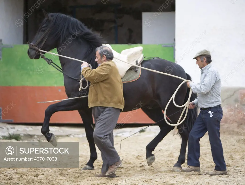 Black Andalusian stallion training session in dressage groundwork, Osuna, Spain, model released