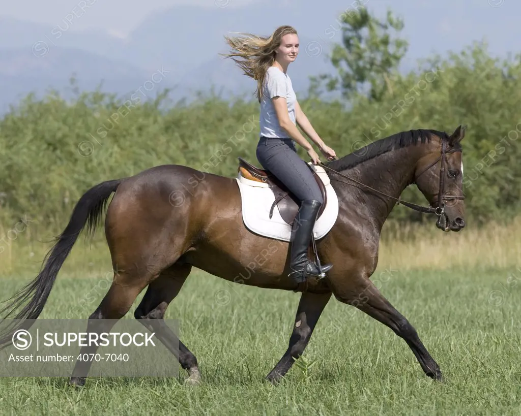 Woman riding bay thoroughbred gelding at extended trot, Longmont, Colorado, USA, model released