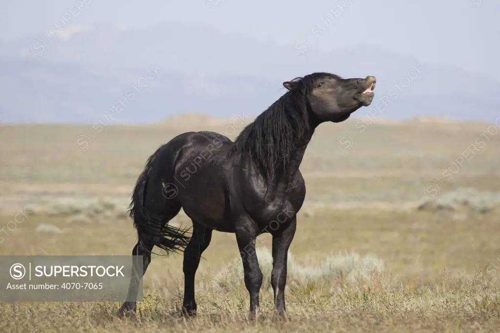 Wild horse / mustang in McCullough Peaks, Wyoming, USA - black stallion flehmen