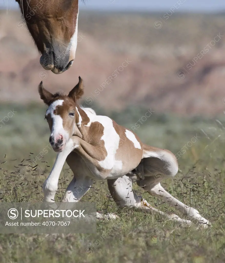 Wild horse / mustang in McCullough Peaks, Wyoming, USA - pinto foal struggles to his feet as mare watches closely