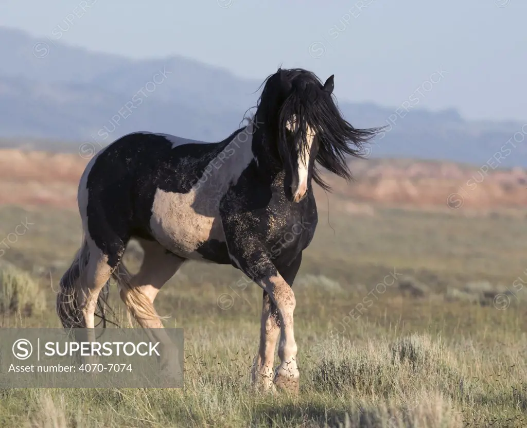 Wild horse / mustang in McCullough Peaks, Wyoming, USA - black pinto stallion pawing the ground