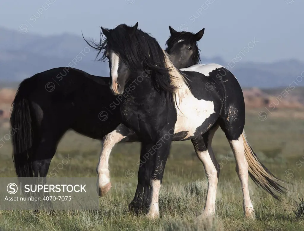 Wild horse / mustang in McCullough Peaks, Wyoming, USA - black pinto stallion and black stallion