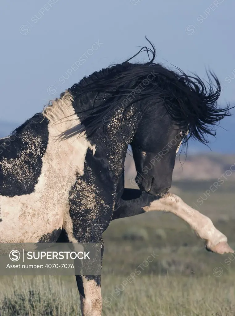Wild horse / mustang in McCullough Peaks, Wyoming, USA - black pinto stallion striking the ground with front leg