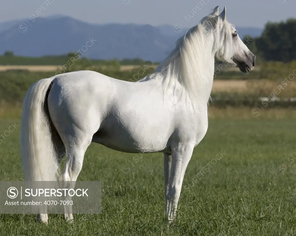 Grey Andalusian stallion standing alert in field, Longmont, Colorado, USA