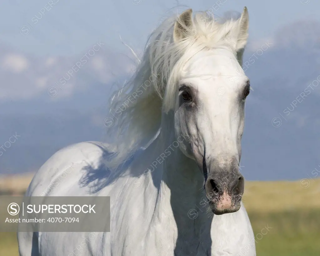 Grey Andalusian stallion portrait, Longmont, Colorado, USA